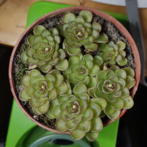 近藤捕虫堇食虫植物吃虫小黑飞蚊多肉植物盆栽食虫草食人花捕蝇草