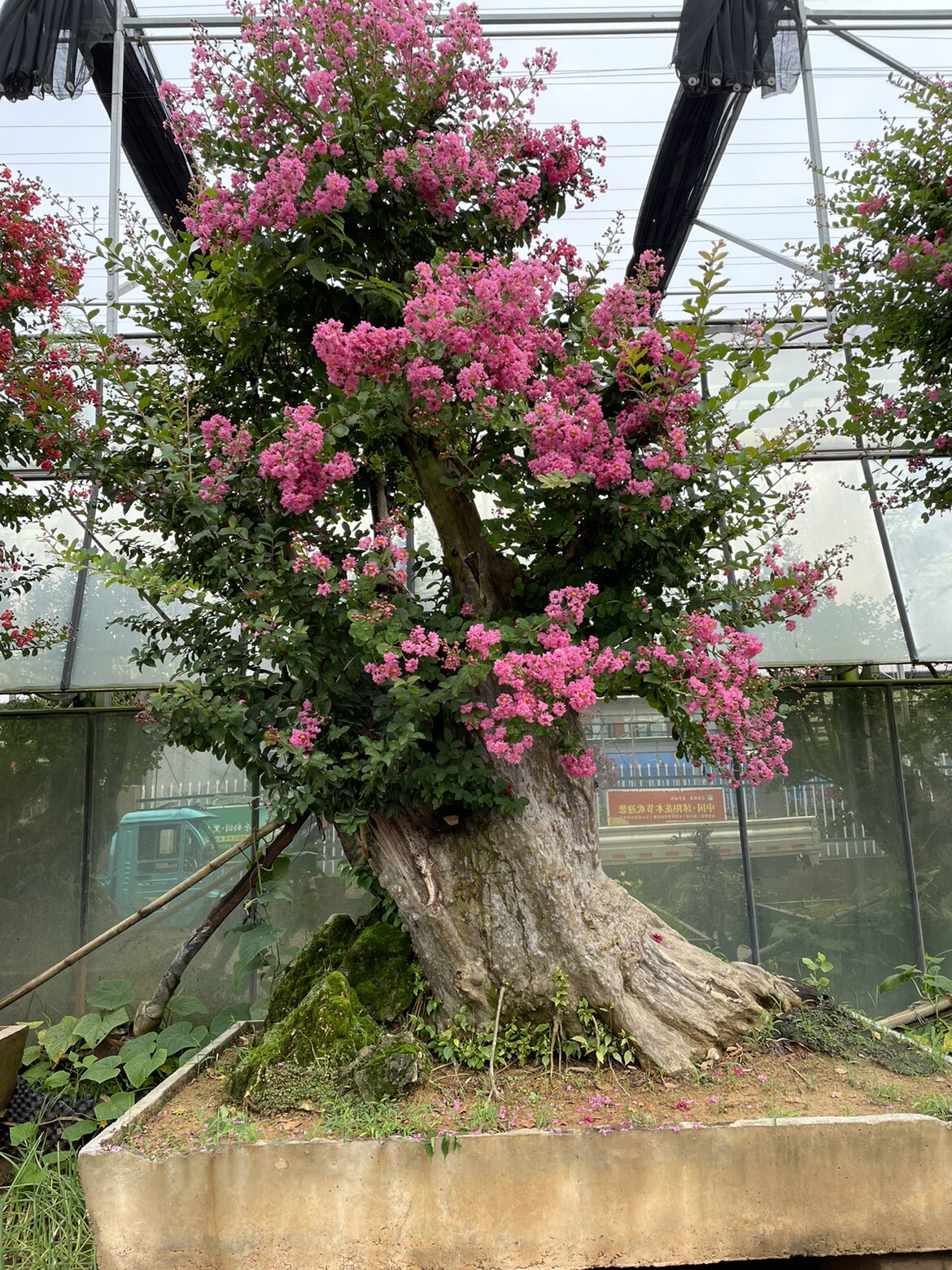 实物大型红花紫薇树桩别墅庭院种大型绿植/成品组合盆