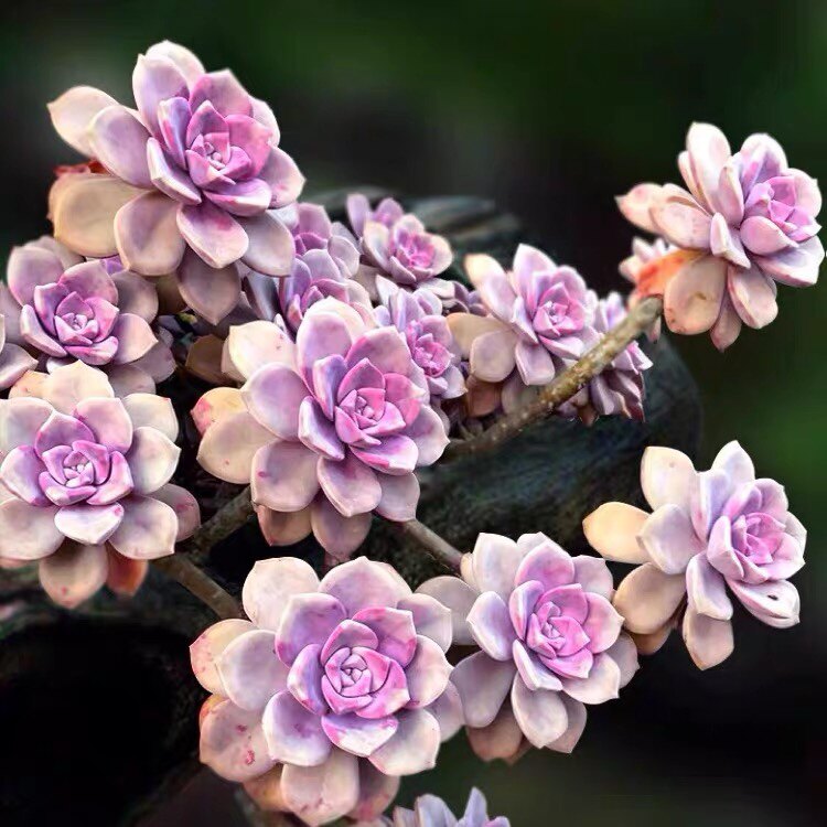 【紫乐造型老桩】紫悦紫霞仙子好看好养露养无忧造型老桩多肉植物