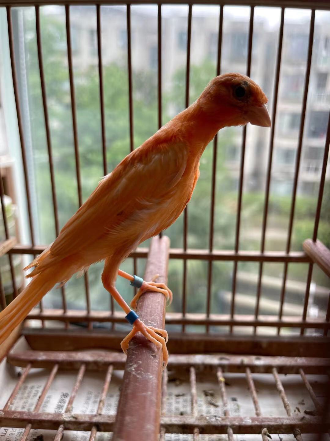 观赏宠物鸟纯种精品上海辣椒红玉鸟金丝雀芙蓉鸟自繁殖纯菜无色素