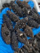 大连岛货纯野生深海海参肉厚高营养工厂批发价国标纯淡干海参