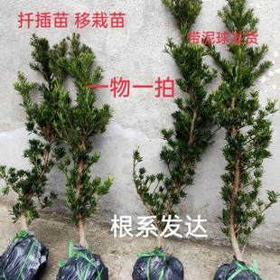 包邮雀舌菊花芯罗汉松树苗原生盆景苗素材苗四季常青绿植庭院盆景