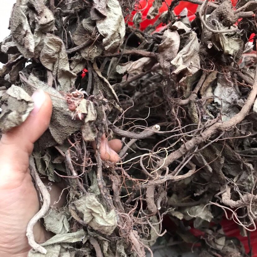 中草药野生正品虎舌红,天仙红农,红地毯,红毛毡老虎舌一斤