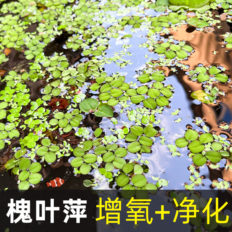 鱼缸净水槐叶萍浮萍水草圆心萍净化水质水培绿植庭院办公室鱼虾龟-封面