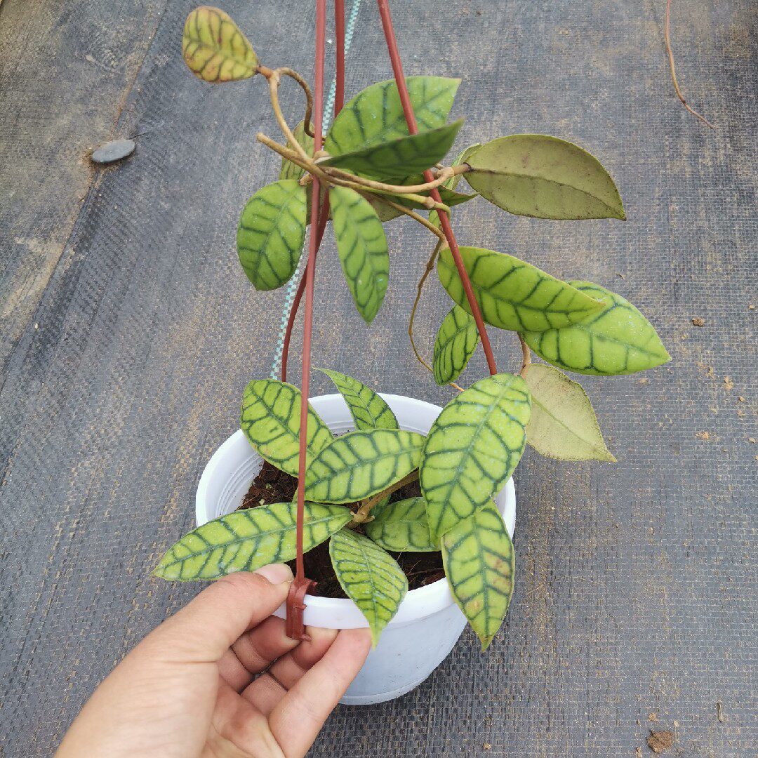 淡味室内攀爬绿植盆栽