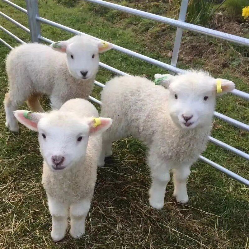 尼日利亚矮山羊侏儒羊家养宠物羊羊羔观赏羊晕倒羊长不大的网红羊