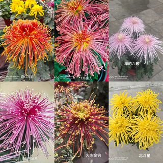 菊花花苗苗木2021四季菊九月菊 花卉盆栽新品庭院栽培阳台客厅