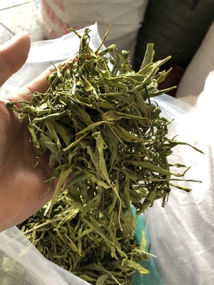 忧遁草叶中药材优盾王茶