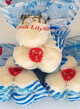 甘肃永靖兰州百合3头新鲜非干货可生食精品产地直发1000克包邮