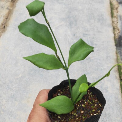 延髓球兰 Hoya oblongata