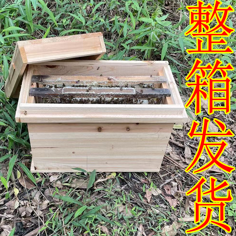 蜜蜂中蜂蜂群中蜂中华蜂养殖带箱带阿坝新开产蜂王带子脾蜜蜂活群