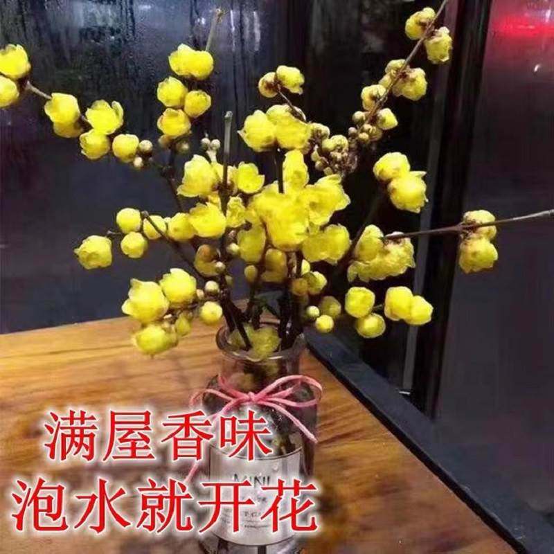 遇水开花干支腊梅红梅带花苞鲜切花插水泡水就可开花年宵花