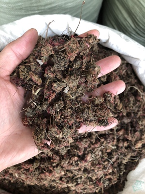 锦地罗中药材怎地罗 文钱红金线吊芙蓉500克 落地金钱包邮金钱花