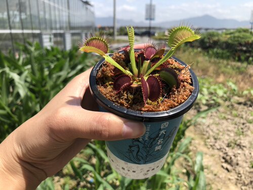 驱蚊草捕蚊草捕蝇草食虫草食虫花食人花植物办公室家懒人盆栽包邮