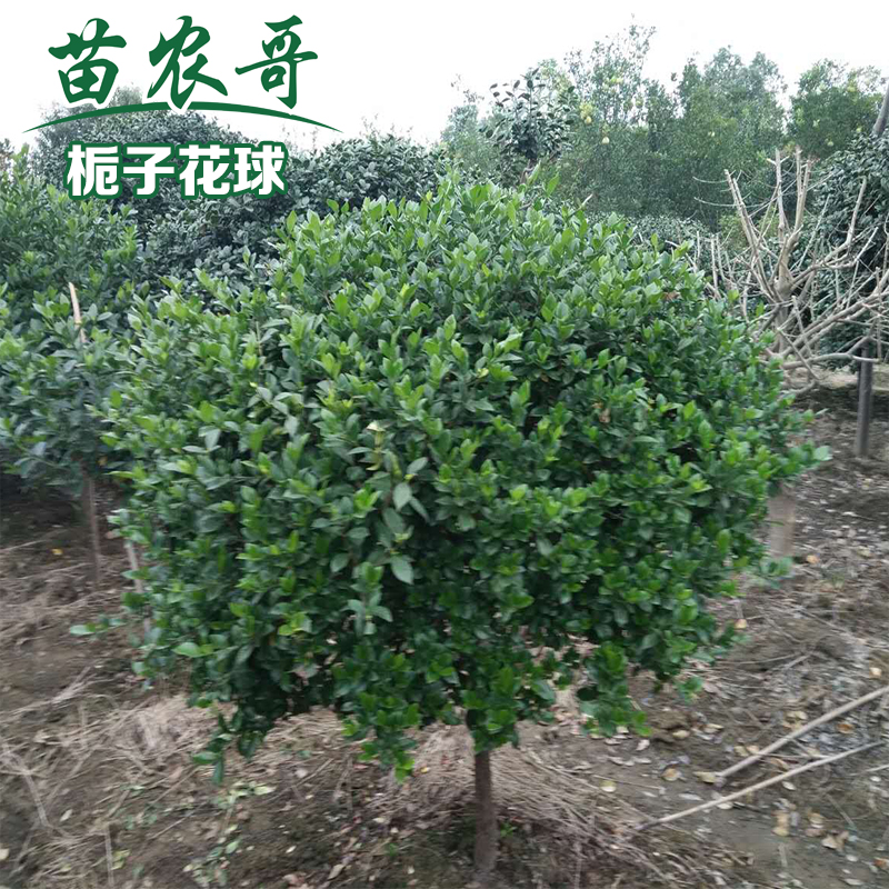 栀子花树球庭院阳台园林绿化植物枝叶繁茂四季常青绿化树球