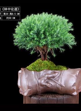 雾松盆景植物雾凇绿色桌面花卉盆栽室内办公室好养易活阳台小绿植