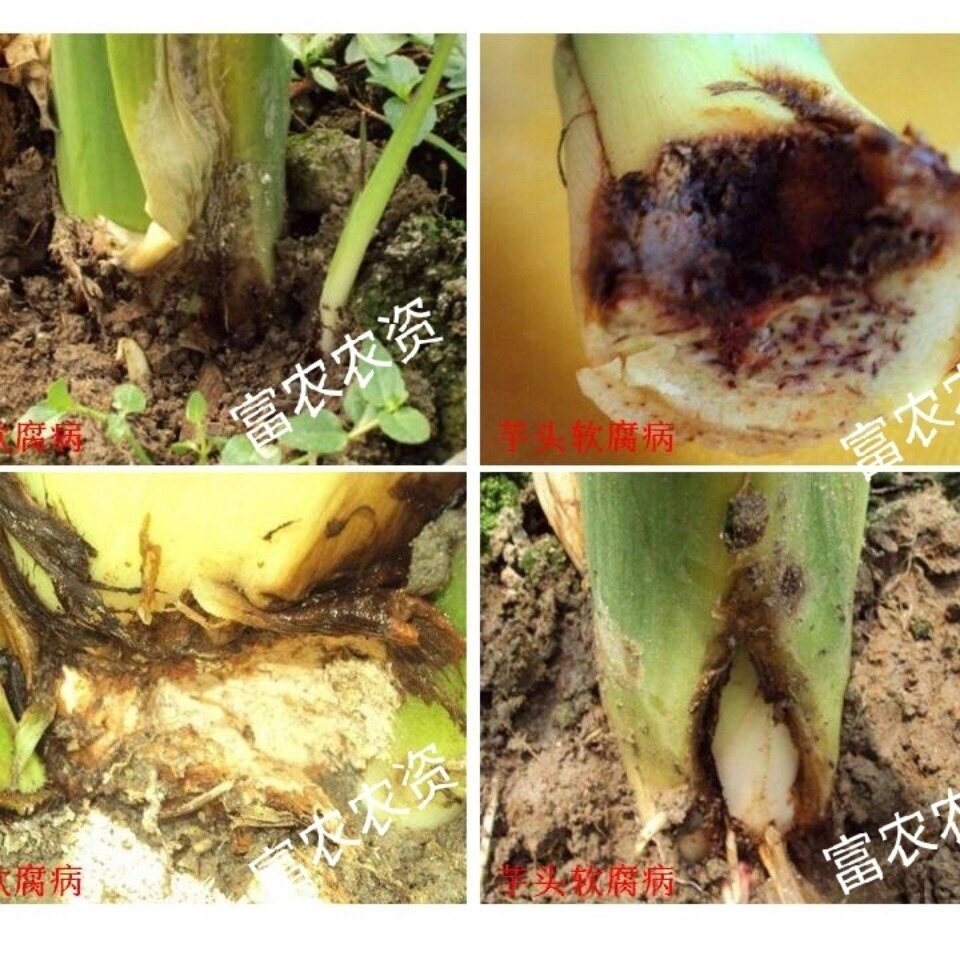 芋头专用药软腐烂头腐烂死苗烂棵烂梗霉梗急救芋病克灵套装包邮