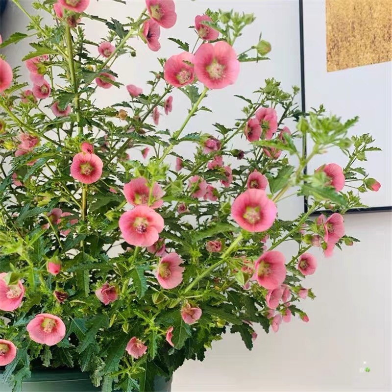 小木槿盆栽芙蓉花优雅女士花室内阳台庭院花卉多年生木本植物包邮