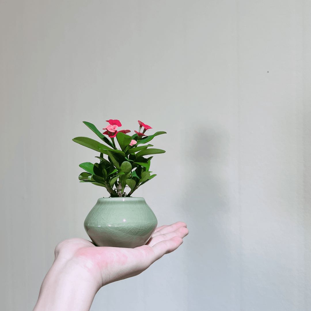 虎刺梅铁海棠室内好养办公室茶桌美观绿植盆栽