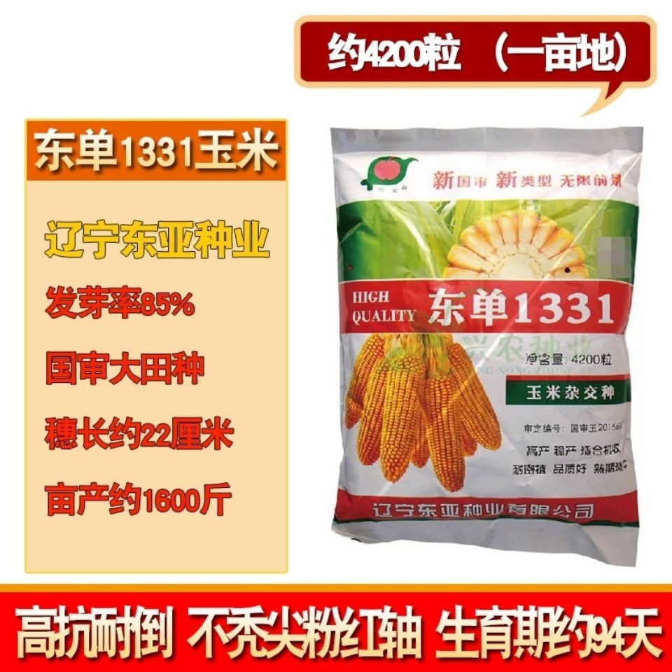 东单1331玉米种子高产王抗旱抗倒矮杆大穗春播夏播国审正品杂交种