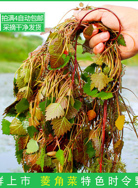 菱角菜新鲜采摘包邮发货 安徽芜湖宣城特产 苏州菱角头脆嫩菱角菜