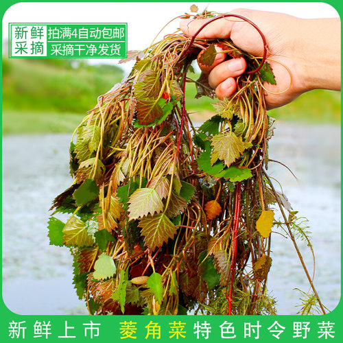 菱角菜新鲜采摘包邮发货 安徽芜湖宣城特产 苏州菱角头脆嫩菱角菜