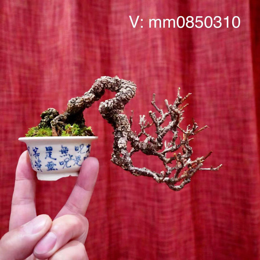 亦盆栽 日本盆景欣赏 蔓梅凝