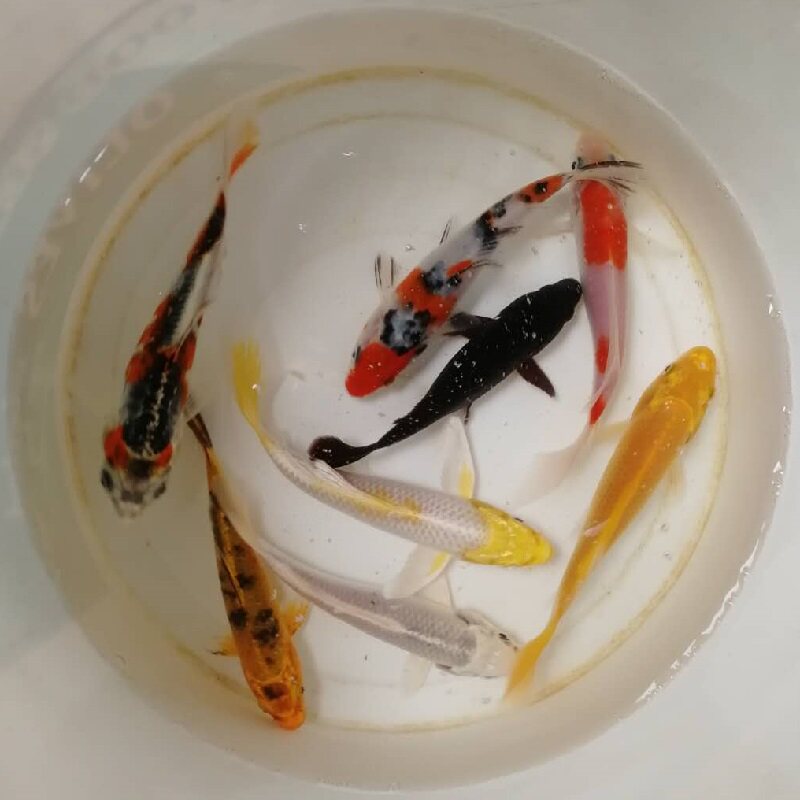 观赏鱼黄金红白纯种龙凤小型冷水淡水jinli锦鲤苗小鱼苗活体活鱼