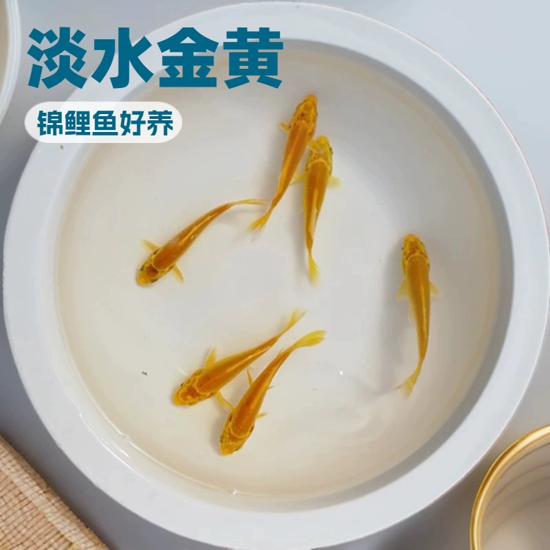 淡水观赏鱼小黄锦鲤鱼好养易活鱼