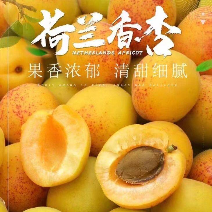 现摘正宗荷兰香蜜杏香甜时令新鲜孕妇水果整箱珍珠杏当季产地包邮