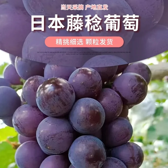 现摘新鲜藤稔葡萄应季孕妇水果无葡萄/提子