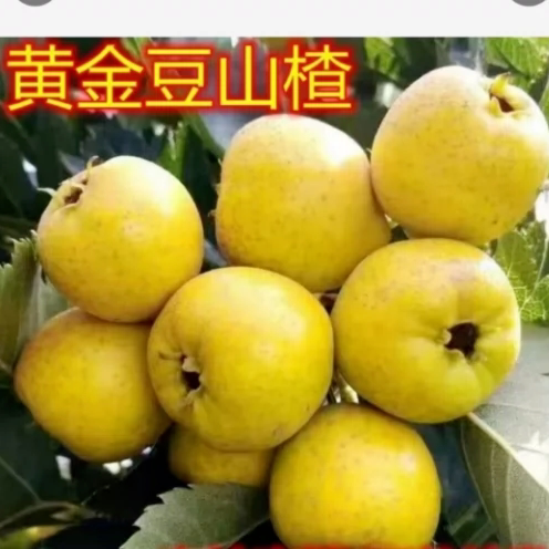 黄金豆山楂新鲜水果金如意棉球糖葫芦沂蒙山特产香甜微酸当季孕妇