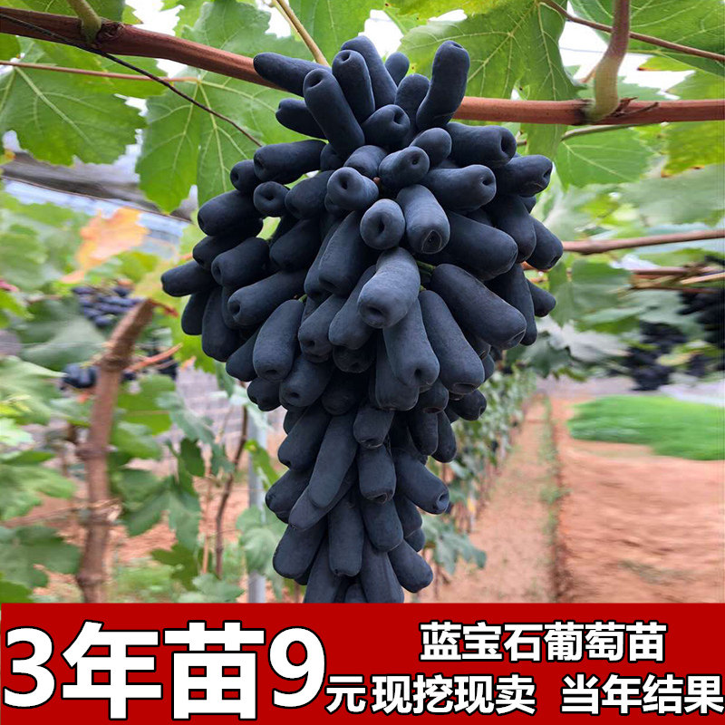 葡萄树苖南方种植蓝宝石葡萄苗当年结果葡萄树大苗爬藤特大北庭院在类目 鲜花速递/花卉仿真/绿植园艺, 花园植物/行道树/果树, 果树中 - 来自Buy2taobao.com提供专业的淘宝代购服务
