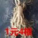 新鲜人参东北特产现挖现卖小人参长白山人参鲜人参