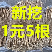 一元 参新鲜人参整支新鲜现挖东北长白山小人参泡酒煲汤火锅饭店