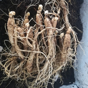 东北长白山新鲜人参苗山参苗新鲜山参苗鲜人参包活整枝参苗包邮