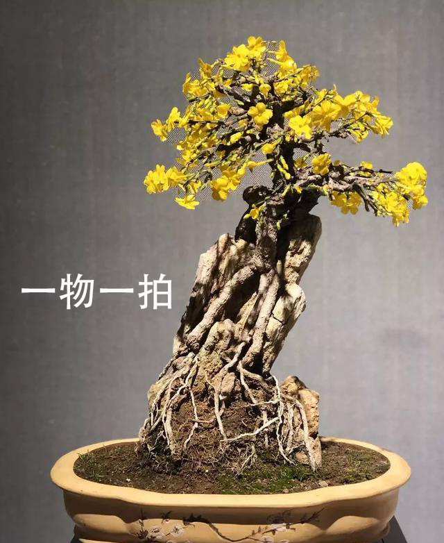 迎春花.三台迎春.虎蹄迎春,龙爪迎春,小叶香迎春,米粒迎春