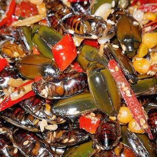 东北特色虫子美食小金边龙虱油炸水鳖虫美味昆虫小龟子爆炒射尿龟