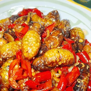 东北现炒带籽母蚕蛾即食雌蝉蛾美味大蚕蛹仔嘎嘣脆香辣麻美味昆虫