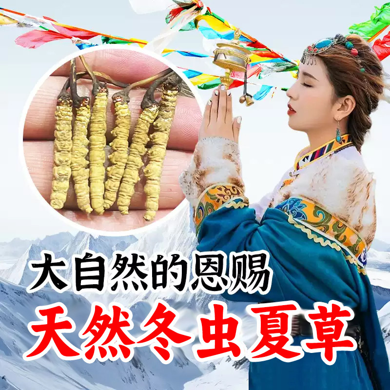 青海玉树一级天然正宗冬虫夏草非西藏那曲干货礼盒非断草青海发货