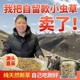 自用实惠青海祁连正品 头期非西藏那曲玉树小断冬虫夏草产地礼盒装