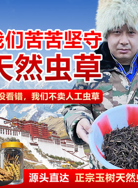 青海玉树天然非人工虫草