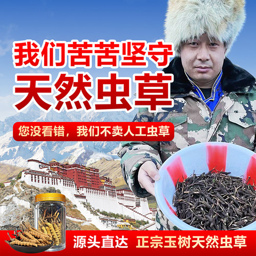 青海玉树天然非人工虫草