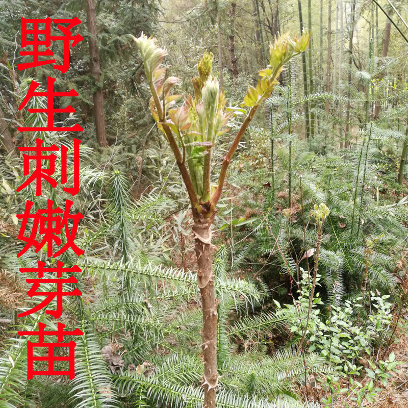 东北野生刺嫩芽苗刺嫩芽刺老芽刺龙芽苗树苗东北山野菜苗