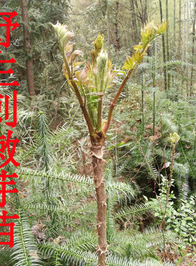 东北刺嫩芽山野菜树苗