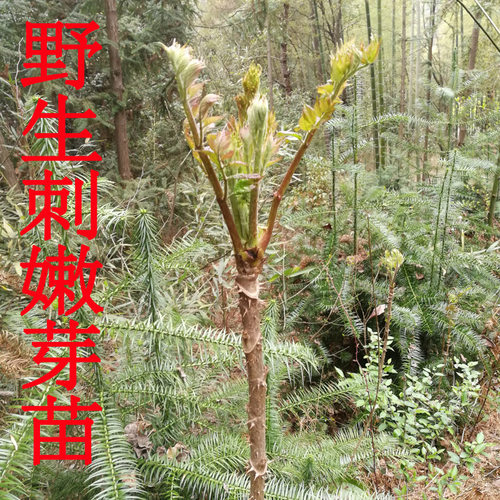 东北刺嫩芽山野菜树苗