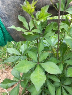 刺五加苗山野菜苗苗包成活产地直达包成活新鲜刺五加