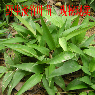 野生淡竹叶苗 淡竹叶根 山鸡米 野生药材 新鲜淡竹叶 盆栽66