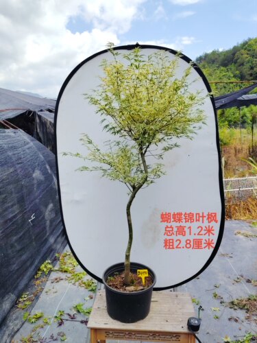 日本红枫粉色彩叶蝴蝶锦庭院观叶