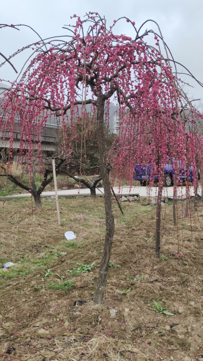 一物一拍梅花品种 锦红垂枝梅 垂枝龙梅 朱砂梅 红梅大红观花景观 鲜花速递/花卉仿真/绿植园艺 绿植 原图主图